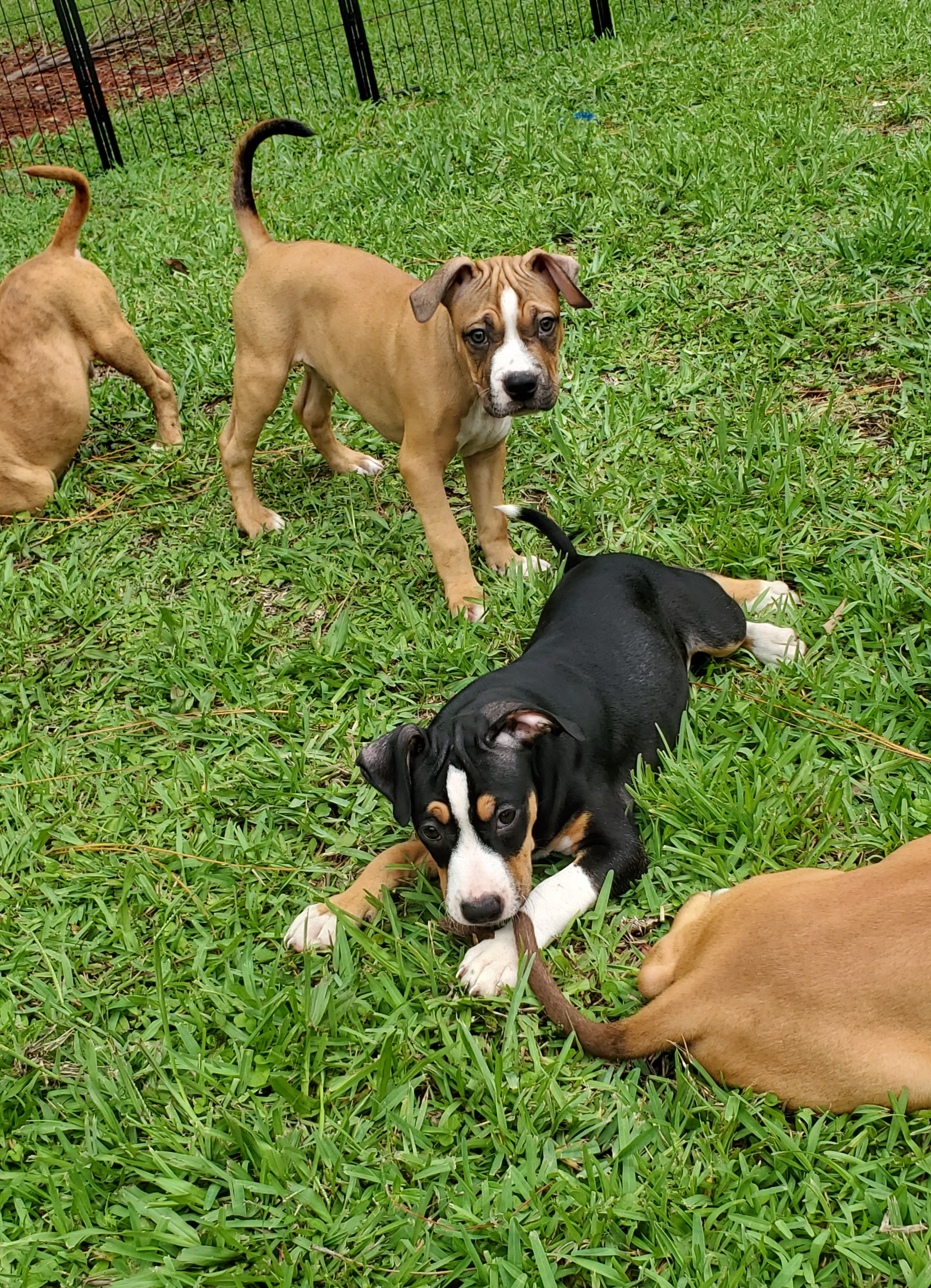 Klover, a Adopted Pit Bull Terrier in West Palm Beach, FL image 2/5