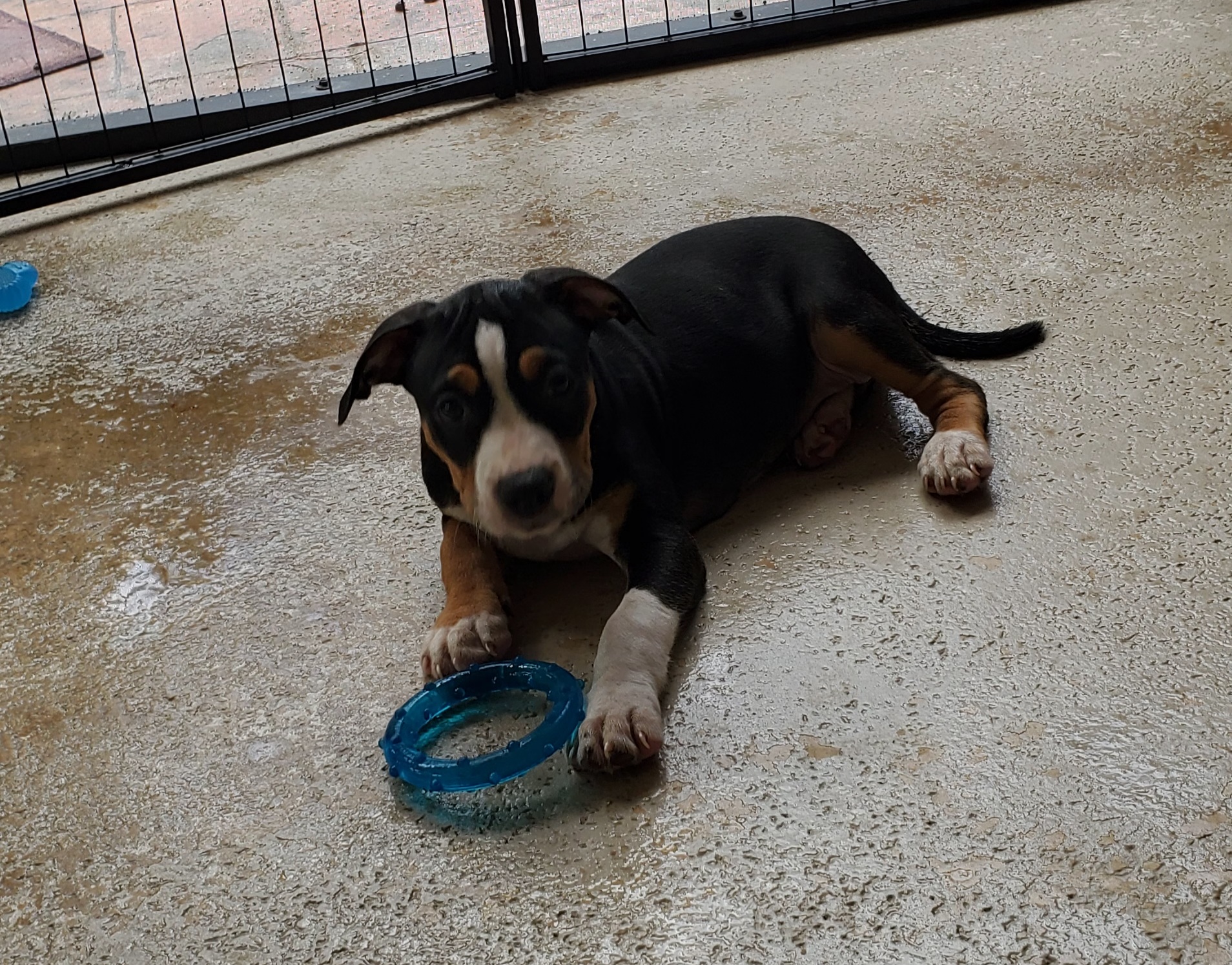 Klover, a Adopted Pit Bull Terrier in West Palm Beach, FL image 4/5