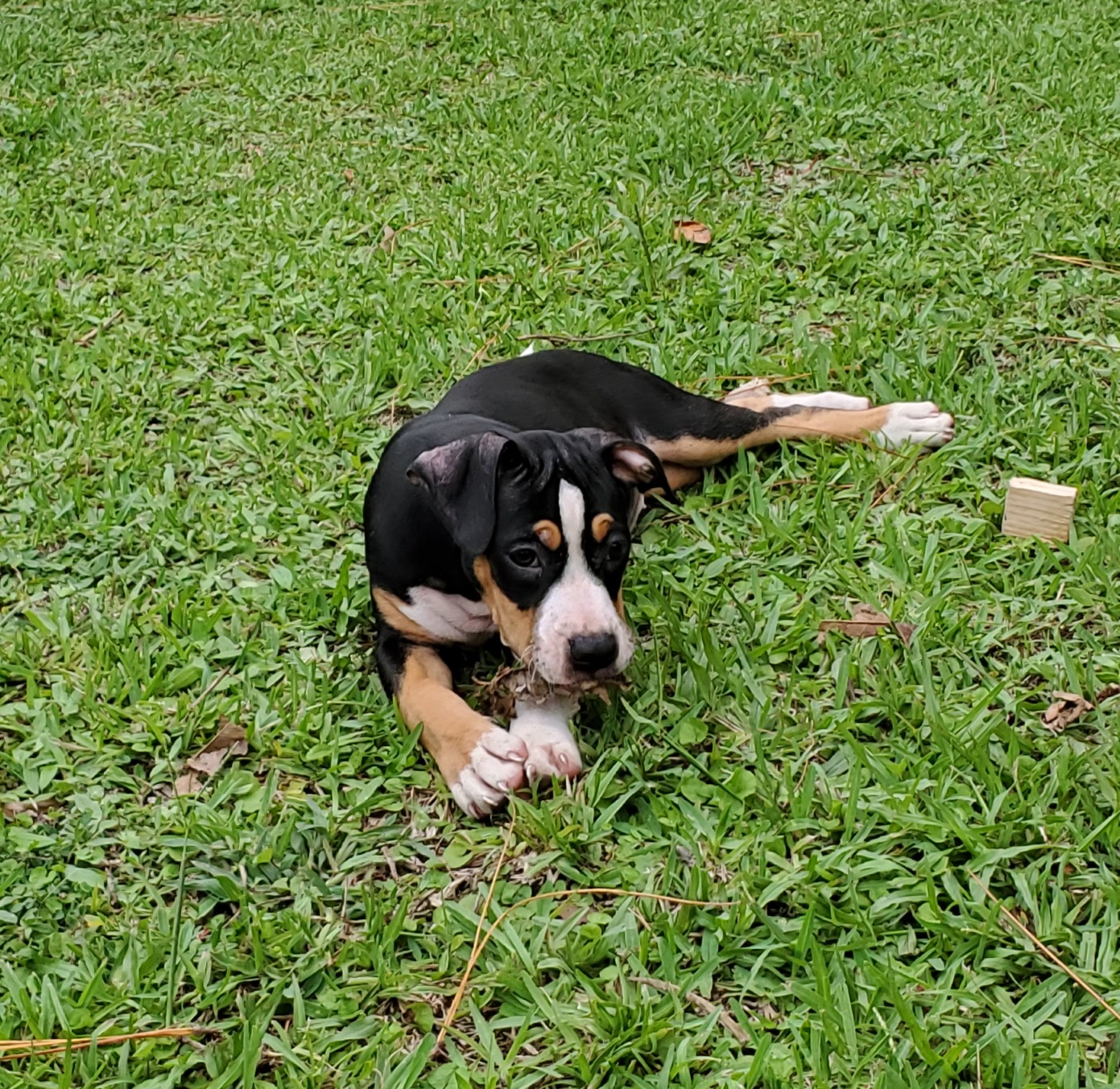 Klover, a Adopted Pit Bull Terrier in West Palm Beach, FL image 1/5