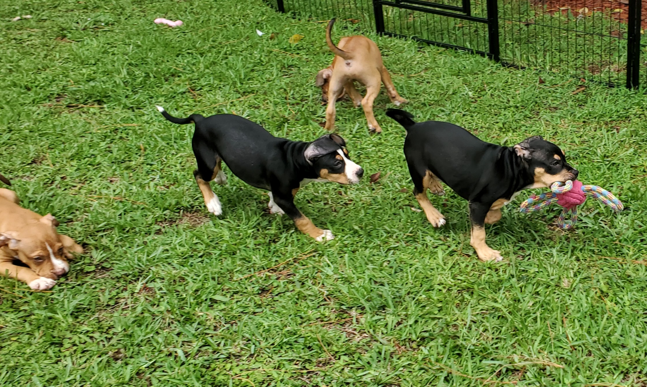 Klover, a Adopted Pit Bull Terrier in West Palm Beach, FL image 5/5