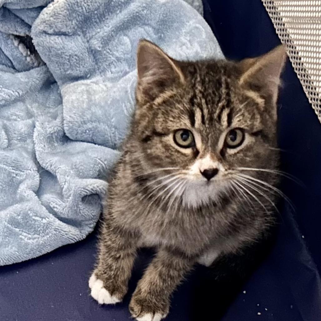Toma, Adoptable, Kitten Male Domestic Short Hair.