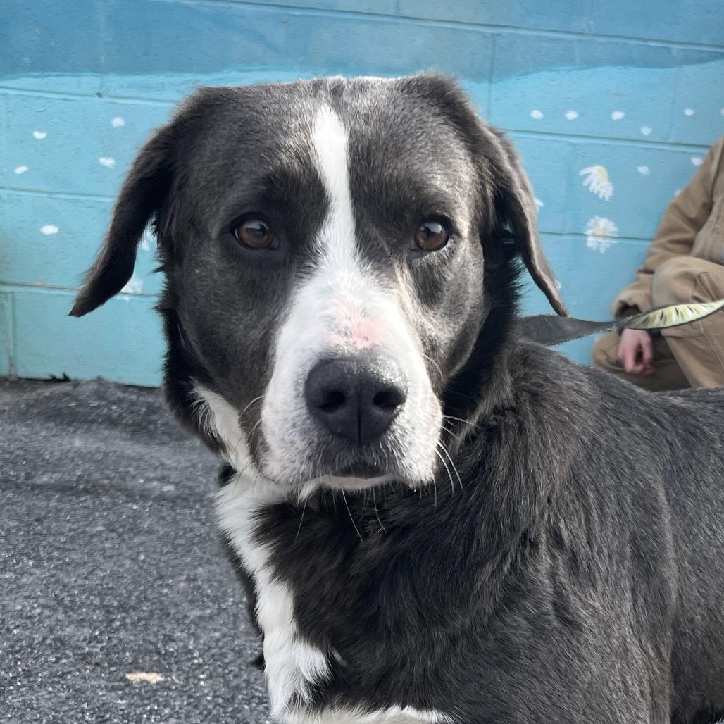 Hazel, Adoptable, Adult Female Labrador Retriever.