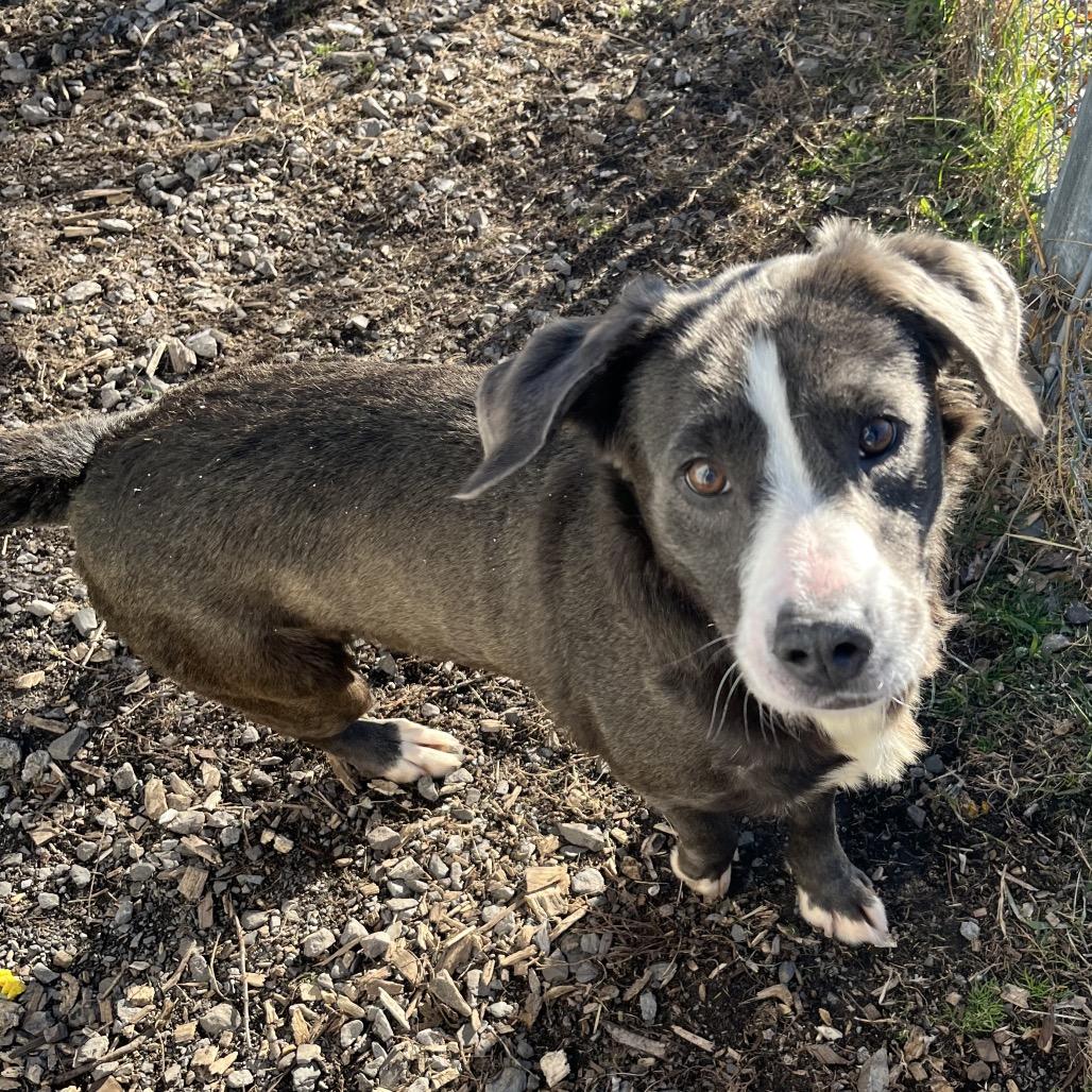 Hazel, Adoptable, Adult Female Labrador Retriever.