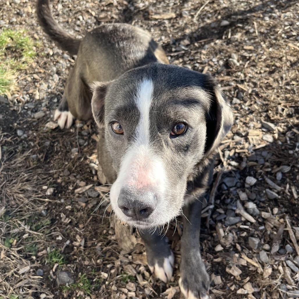 Enlarge Hazel, a Adoptable mixed breed in Saugerties, NY image 2/2