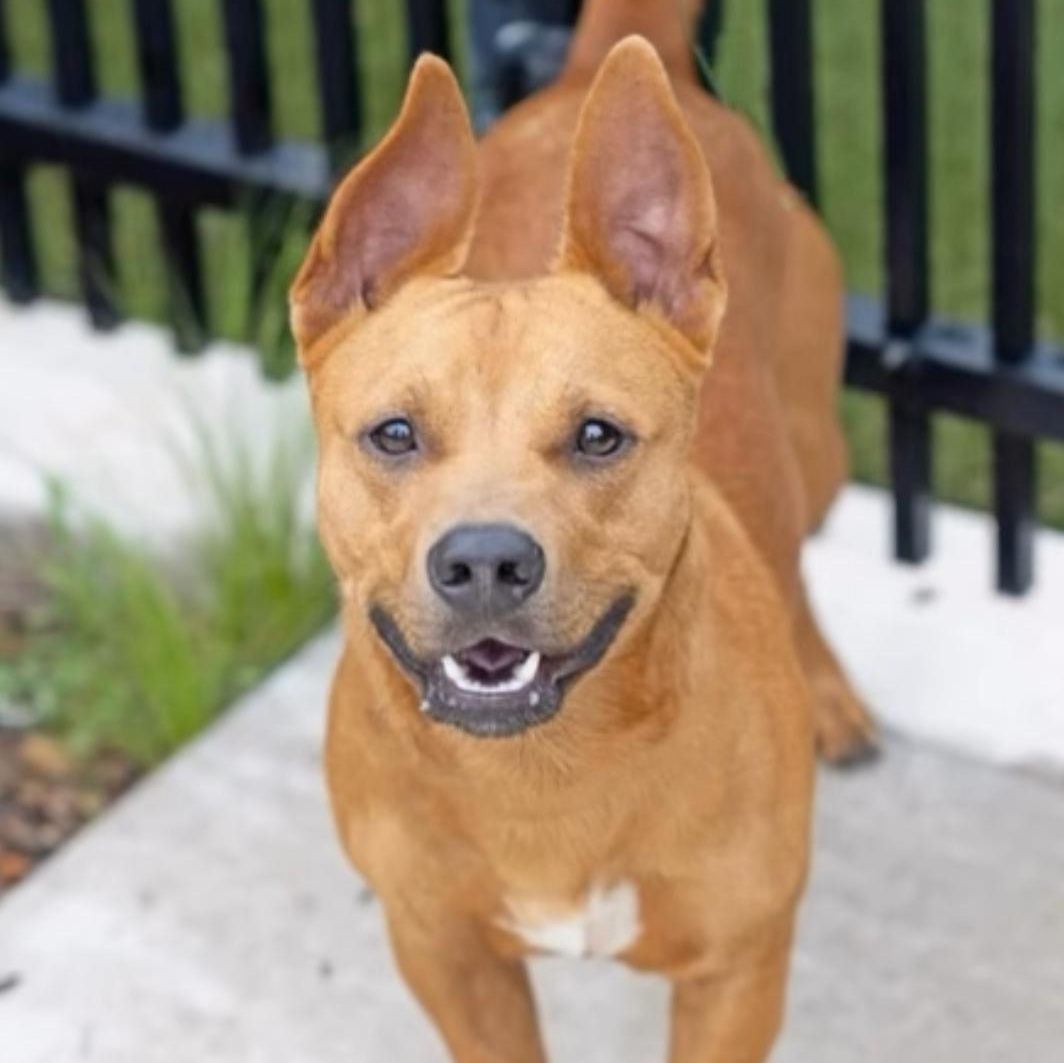 Enlarge Zeus, a Adoptable Mixed Breed in Wilsall, MT image 1/1