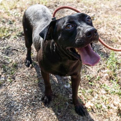 Enlarge Sweetie, a Adoptable Black Labrador Retriever in Yellville, AR image 2/2