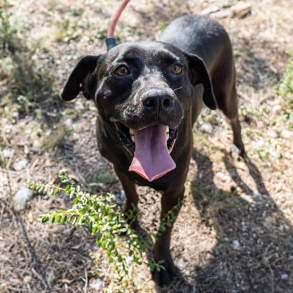 Sweetie, Adoptable, Adult Female Black Labrador Retriever.
