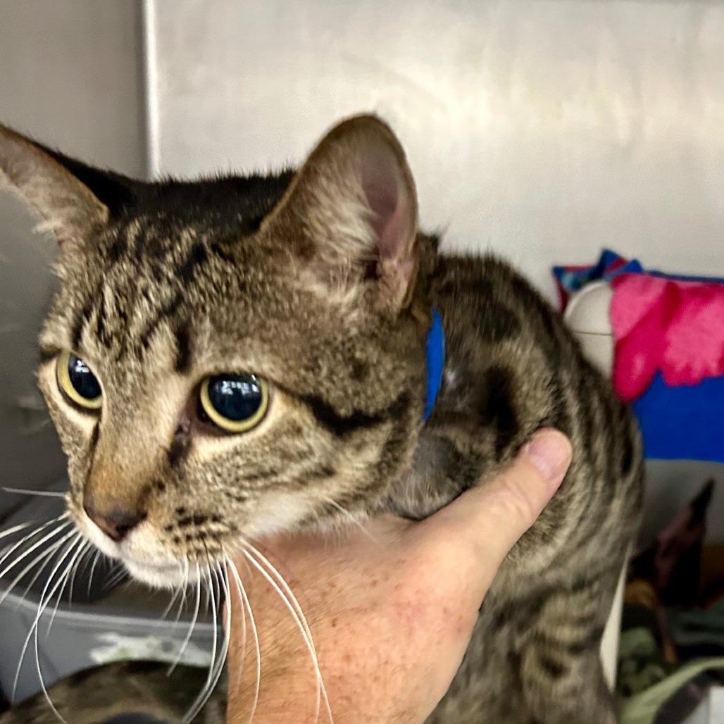 Enlarge Kaleb, a Adoptable Domestic Short Hair in Hamburg, NY image 1/1