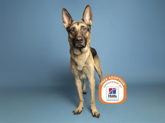 ELLIOTT, Adoptable, Adult Male German Shepherd Dog.