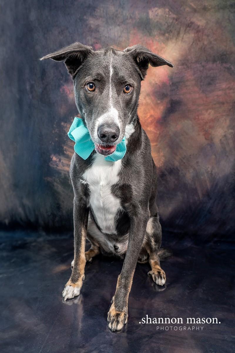 Enlarge Tess's Terry aka Loki, a Adoptable mixed breed in Las Vegas, NV image 5/8