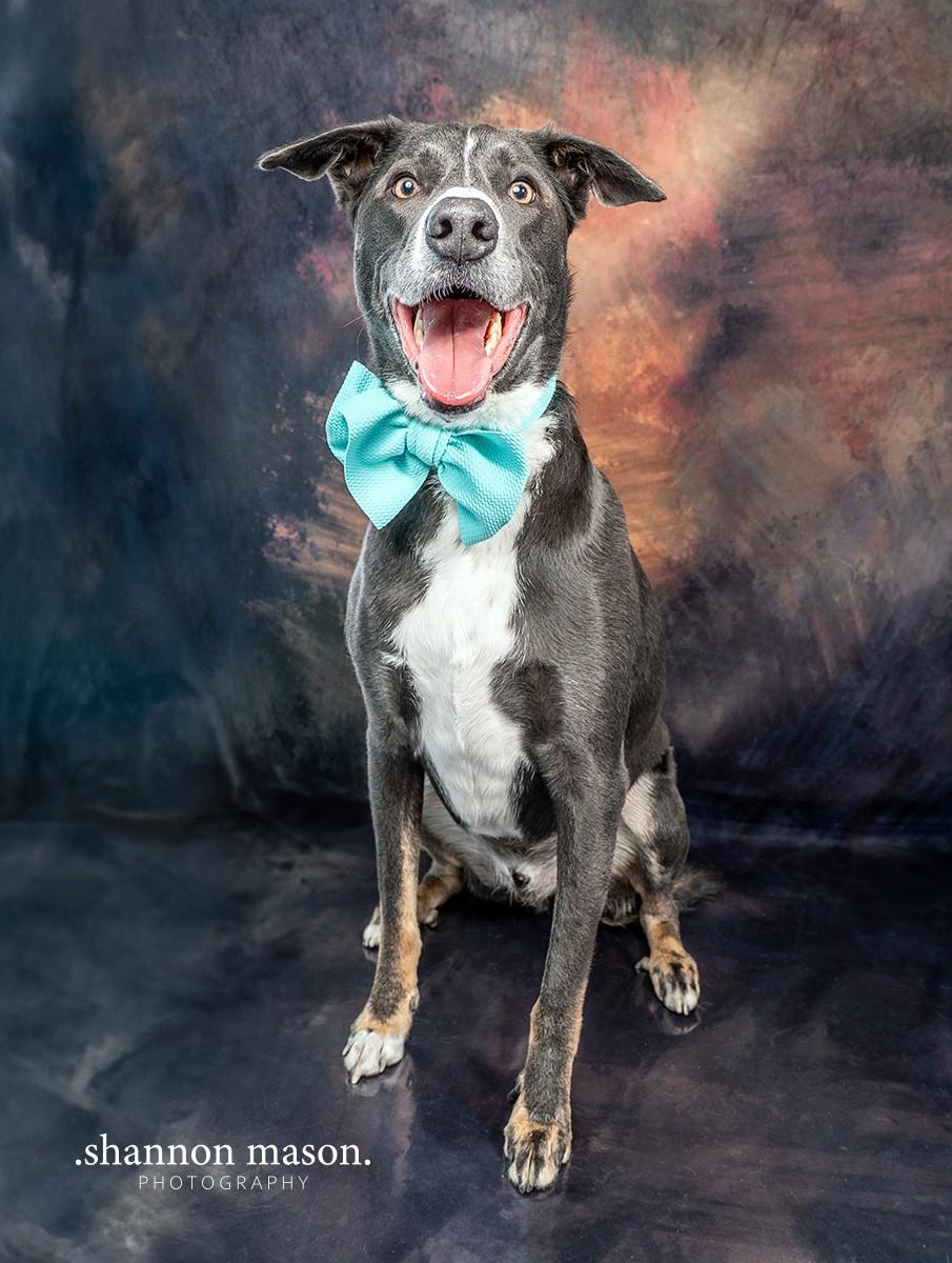 Tess's Terry Aka Loki photo 1