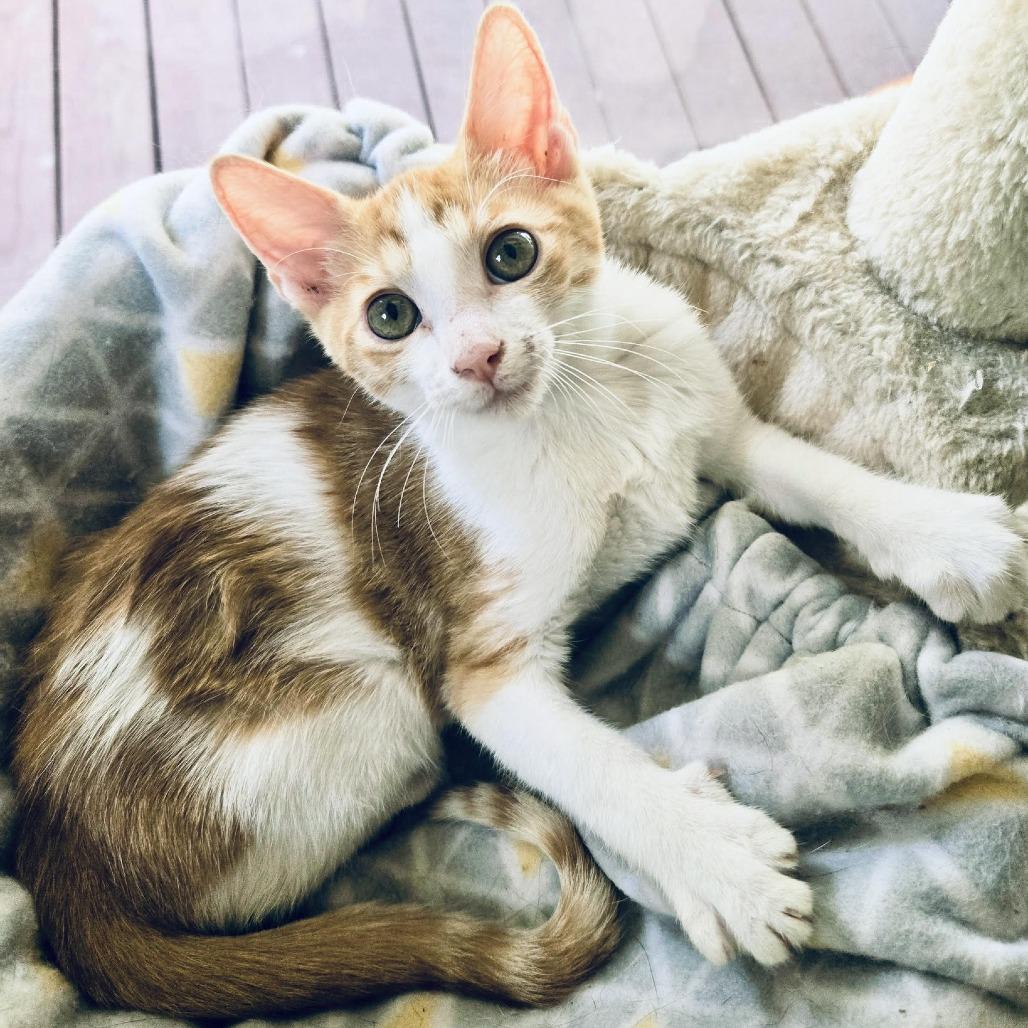 Harrisson aka Harry, Adoptable, Young Male Domestic Short Hair.