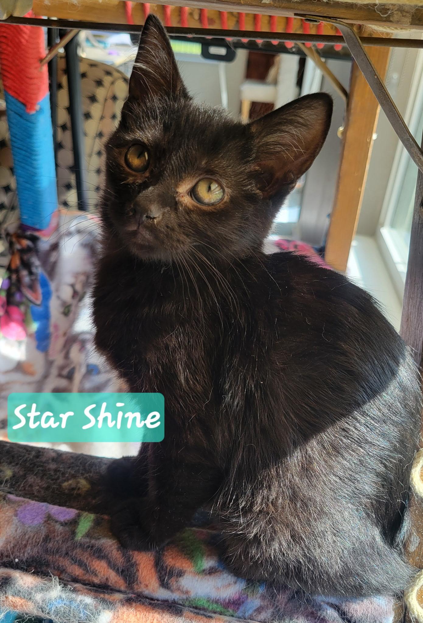 Star Shine, ADOPTABLE, Kitten Male Domestic Short Hair.