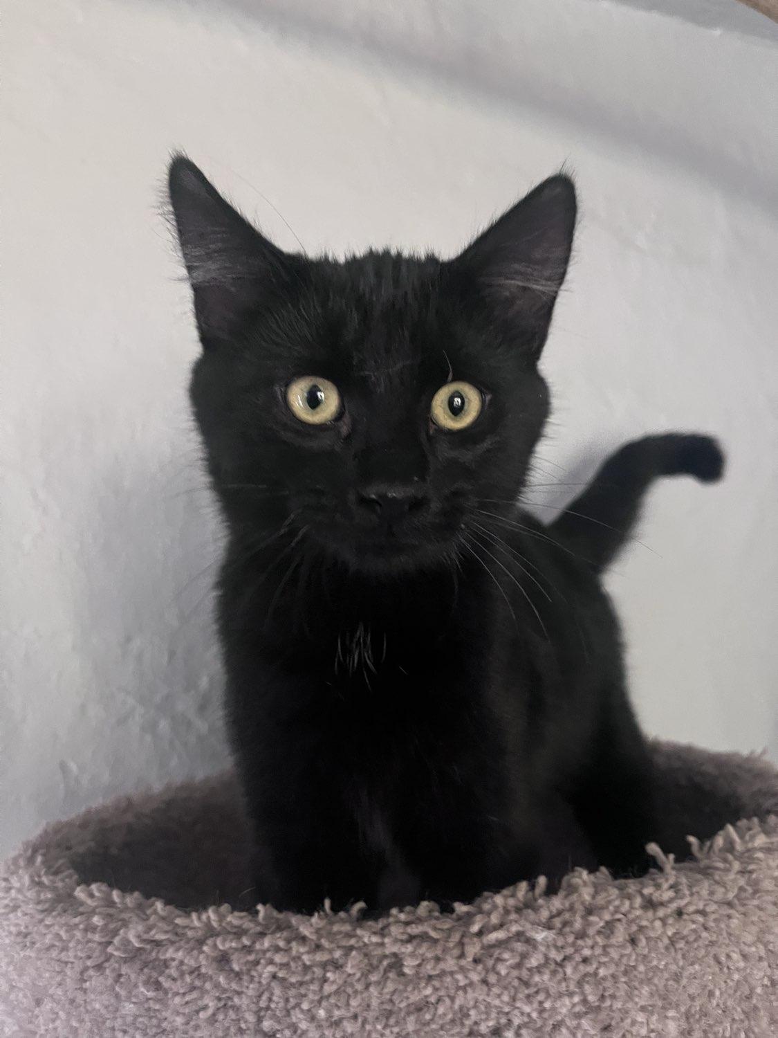 Puma, a Adopted Domestic Short Hair in Laramie, WY image 1/3