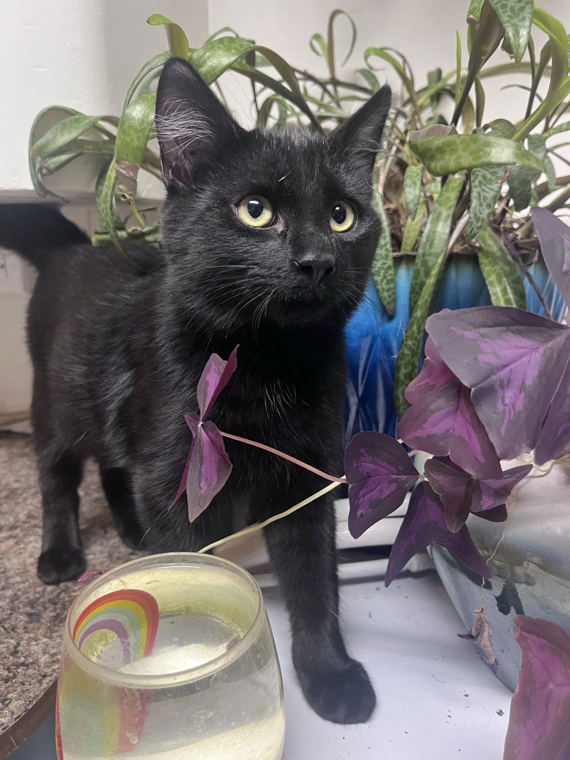 Puma, a Adopted Domestic Short Hair in Laramie, WY image 2/3