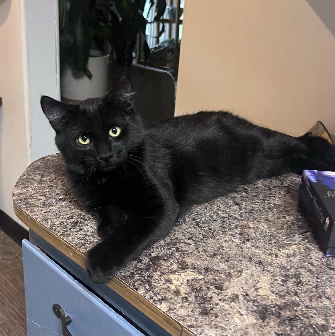 Puma, a Adopted Domestic Short Hair in Laramie, WY image 3/3