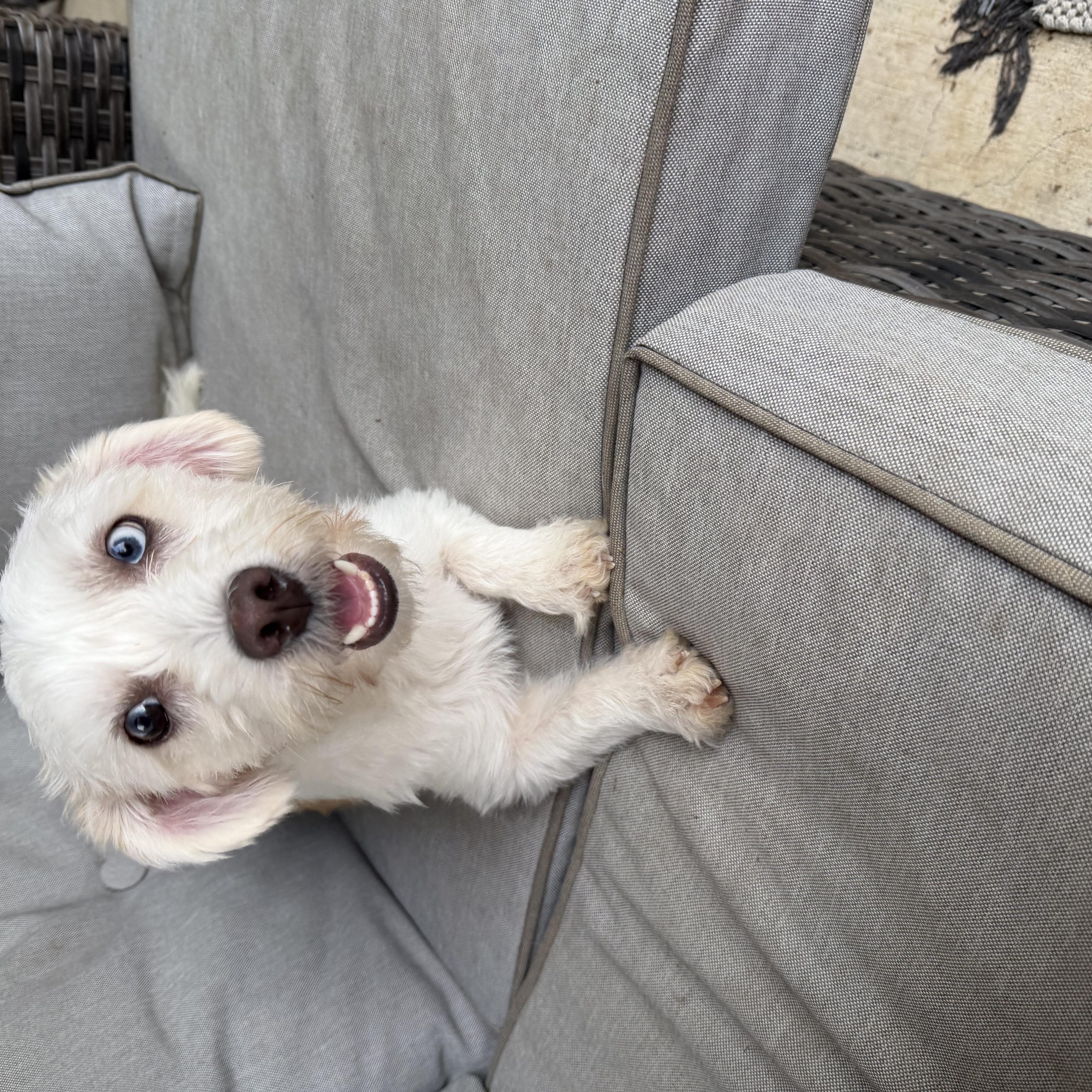 Enlarge Skyee, an adopted Coton de Tulear in Florence, IN image 3/6