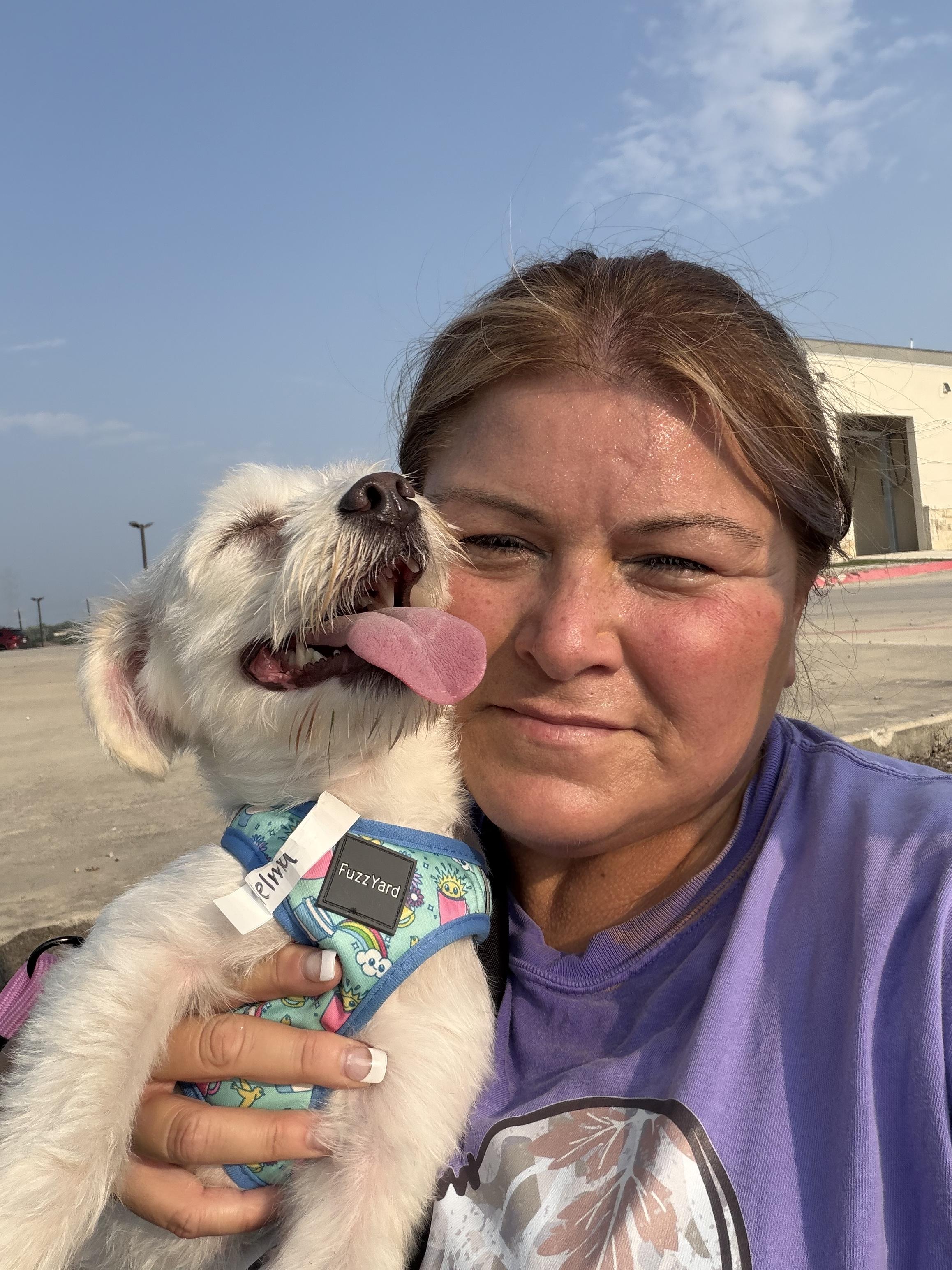 Enlarge Skyee, an adopted Coton de Tulear in Florence, IN image 2/6