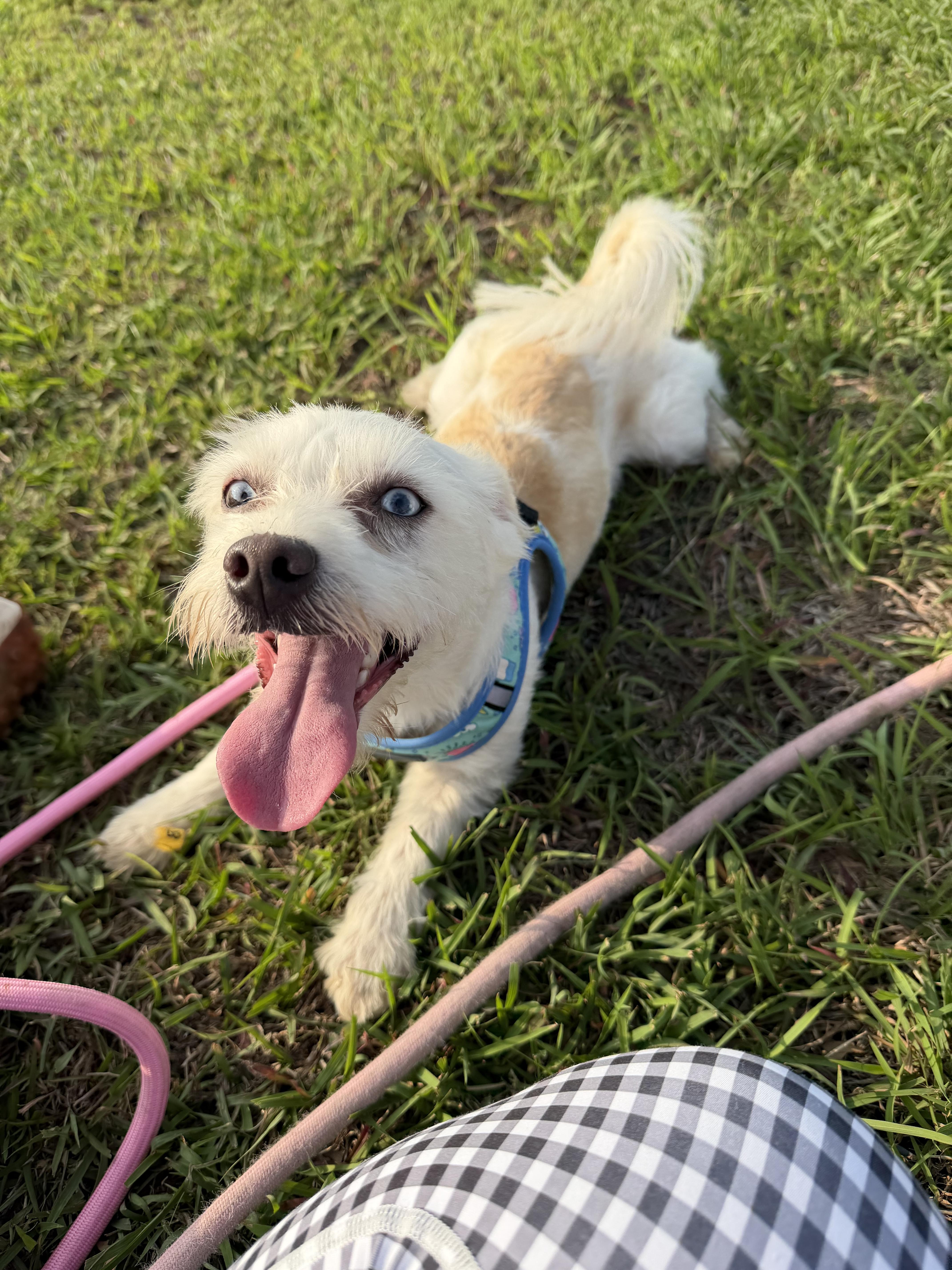 Enlarge Skyee, an adopted Coton de Tulear in Florence, IN image 6/6