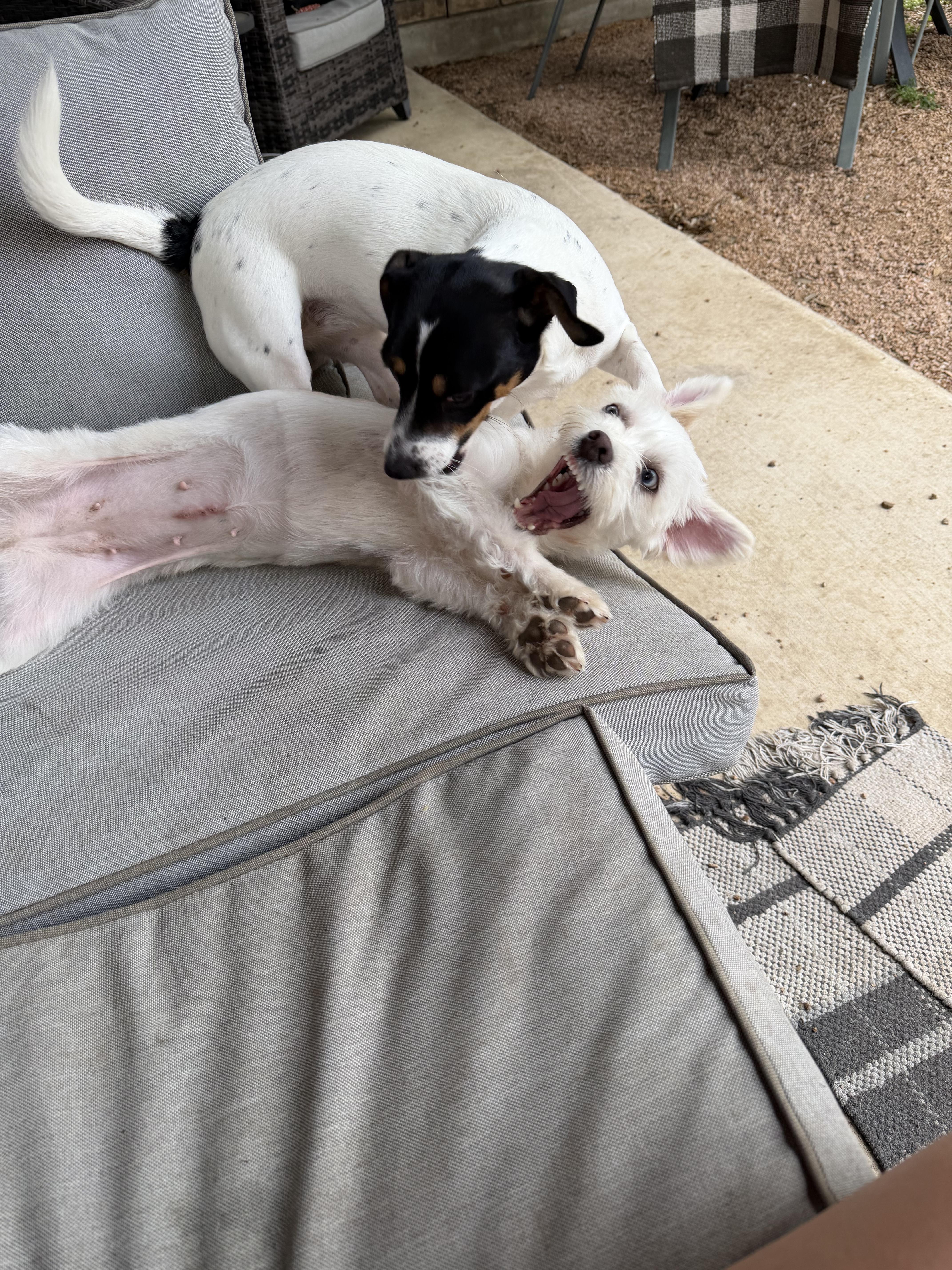 Enlarge Skyee, an adopted Coton de Tulear in Florence, IN image 4/6