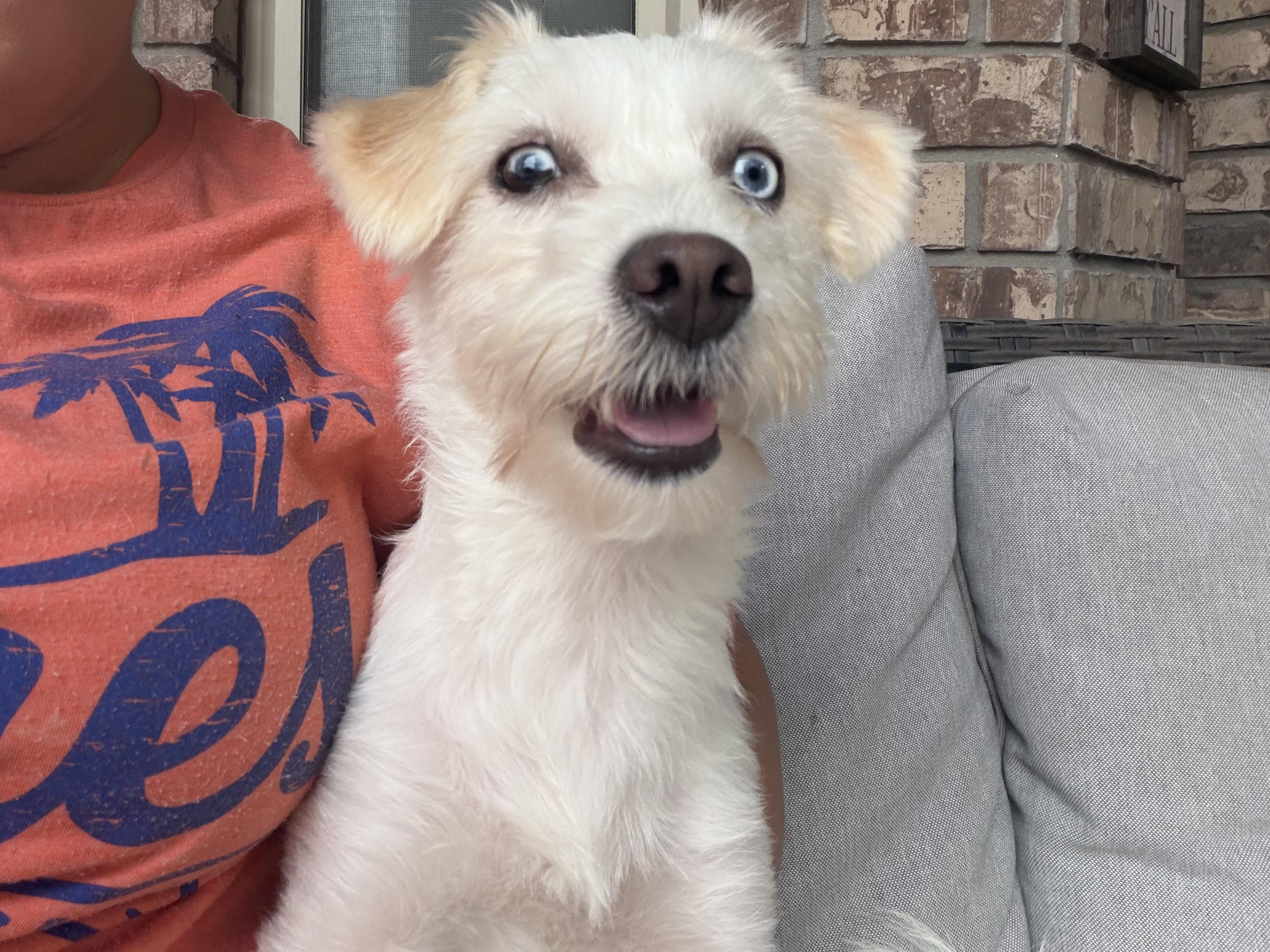 Enlarge Skyee, an adopted Coton de Tulear in Florence, IN image 1/6