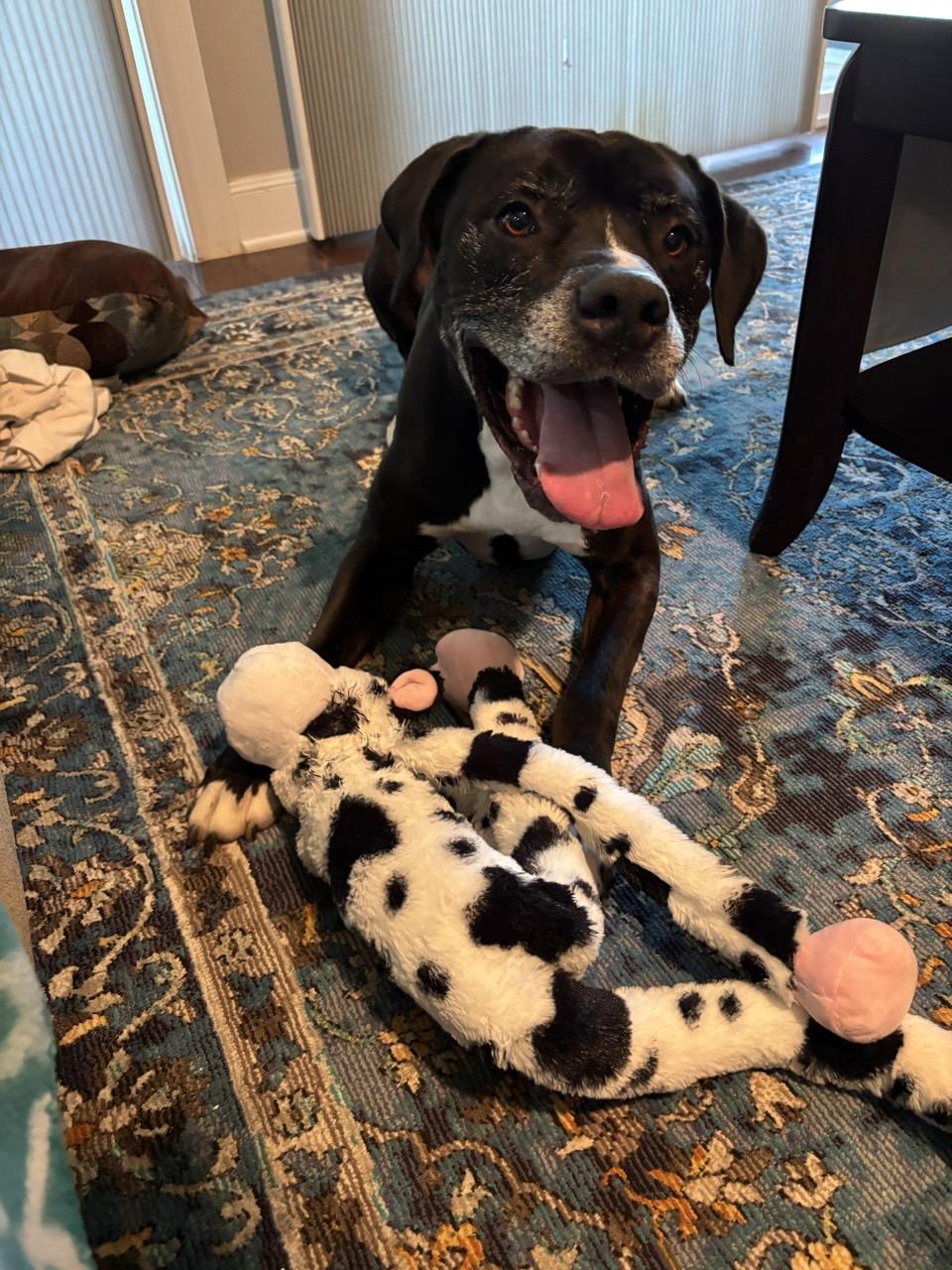 Abel, an adoptable Mixed Breed in Georgetown, TX image 6/6