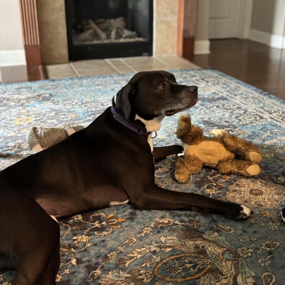 Abel, adoptable, Adult Male Mixed Breed.