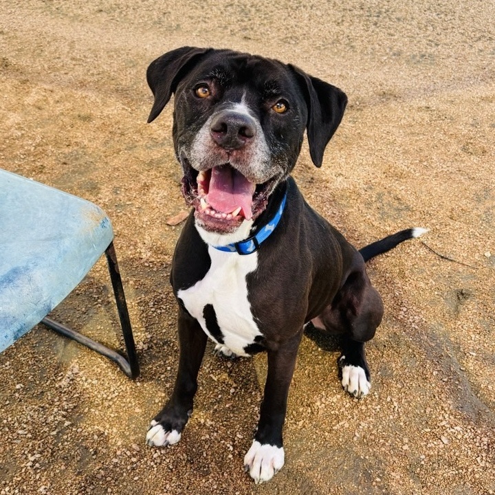 Abel, an adoptable Mixed Breed in Georgetown, TX image 2/6