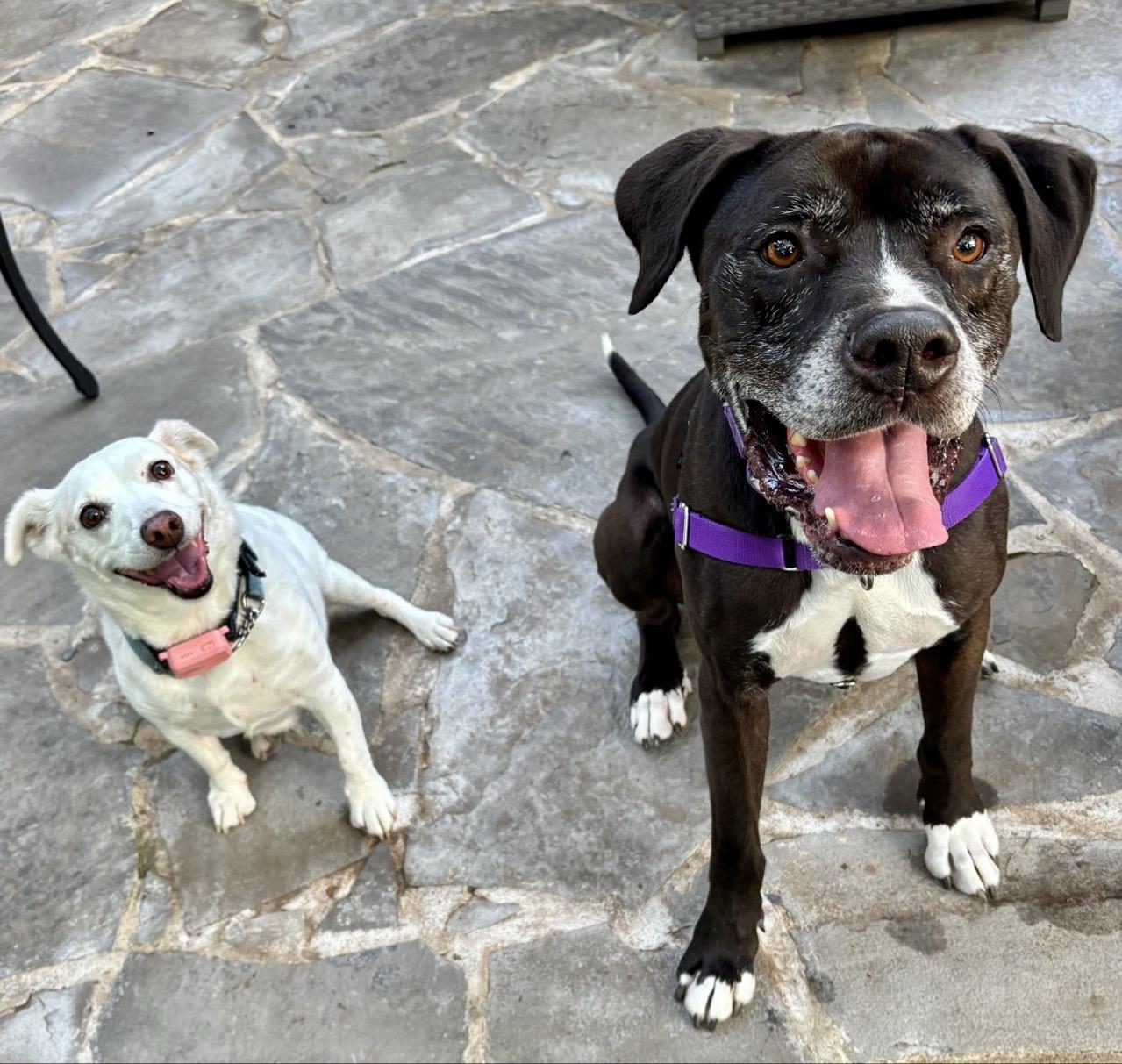 Abel, an adoptable Mixed Breed in Georgetown, TX image 3/6