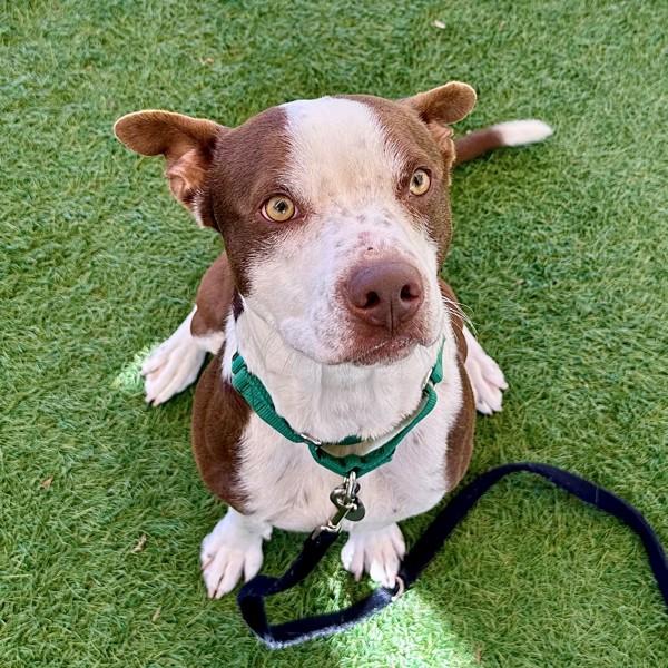 Skipper, Adoptable, Adult Male American Staffordshire Terrier & Cattle Dog.