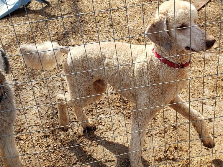 Enlarge Cassanova, a Adopted Standard Poodle in Toney, AL image 6/6