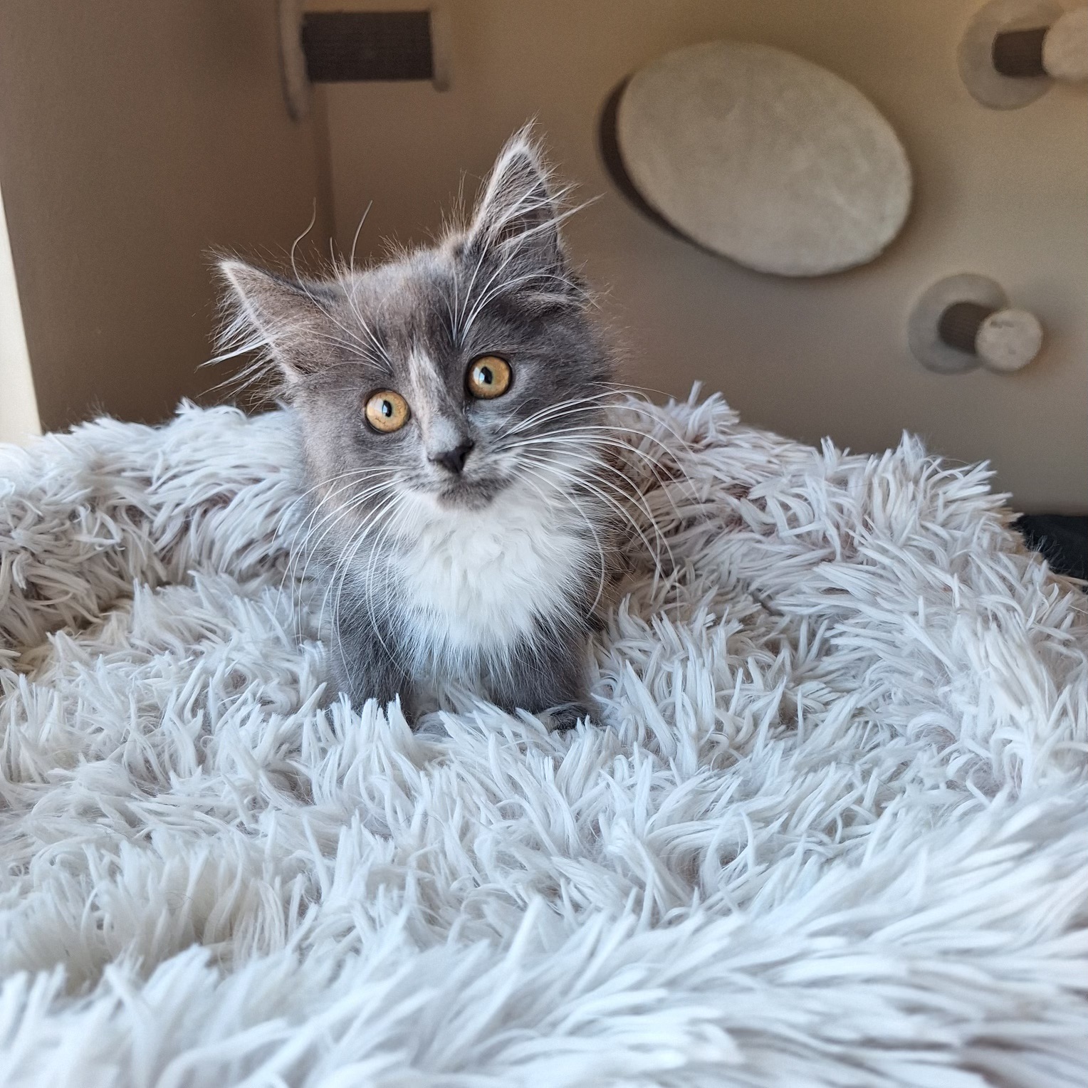 Sapphire, Adopted, Kitten Female Domestic Long Hair.