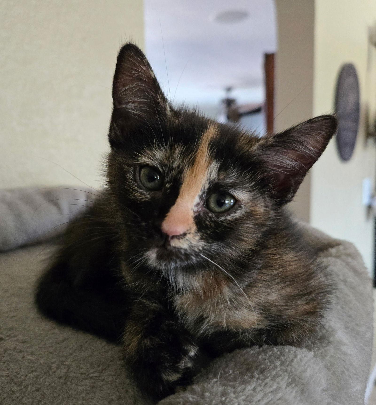 Enlarge Grumpy, a Adopted Domestic Short Hair in Scottsdale, AZ image 1/1