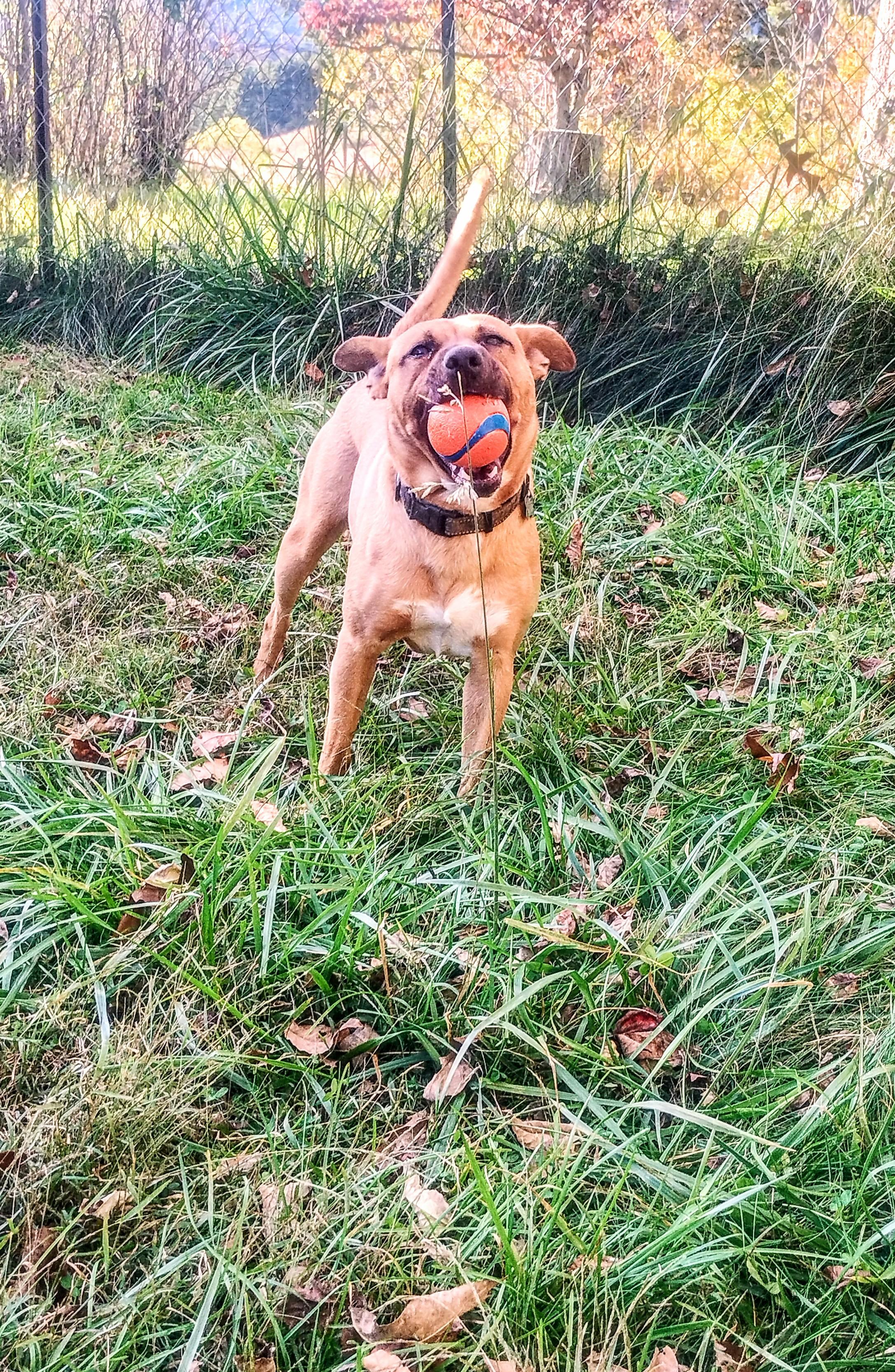 Enlarge Spud, a Adoptable mixed breed in Floyd, VA image 3/6