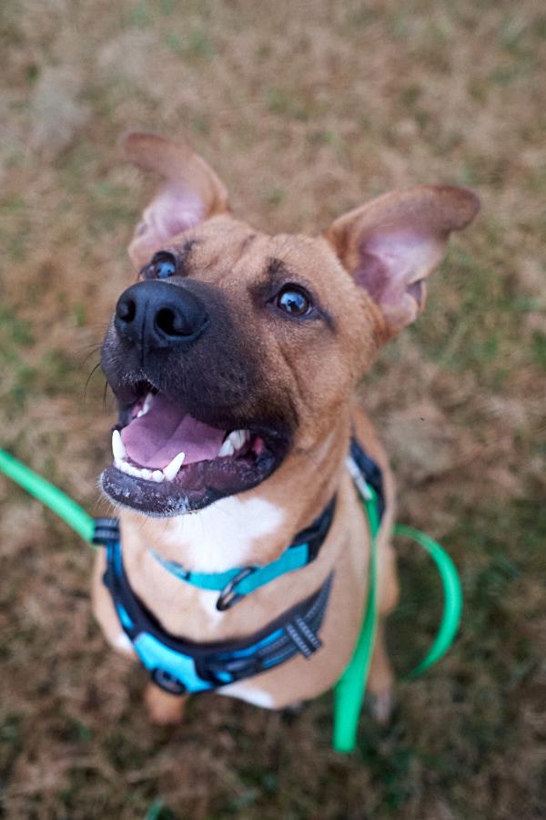 Enlarge Spud, a Adoptable mixed breed in Floyd, VA image 4/6