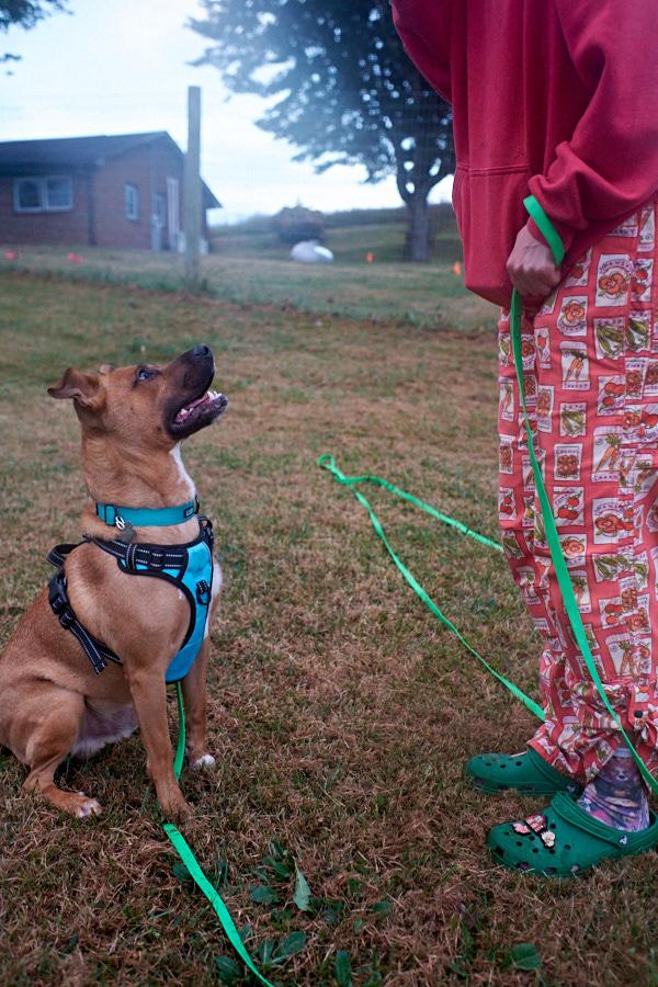 Enlarge Spud, a Adoptable mixed breed in Floyd, VA image 5/6