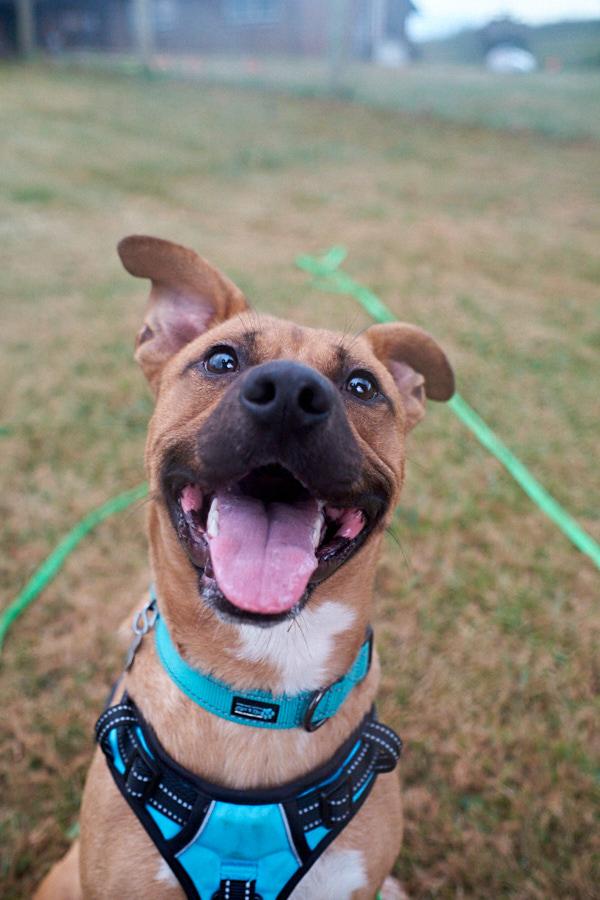 Enlarge Spud, a Adoptable mixed breed in Floyd, VA image 1/6