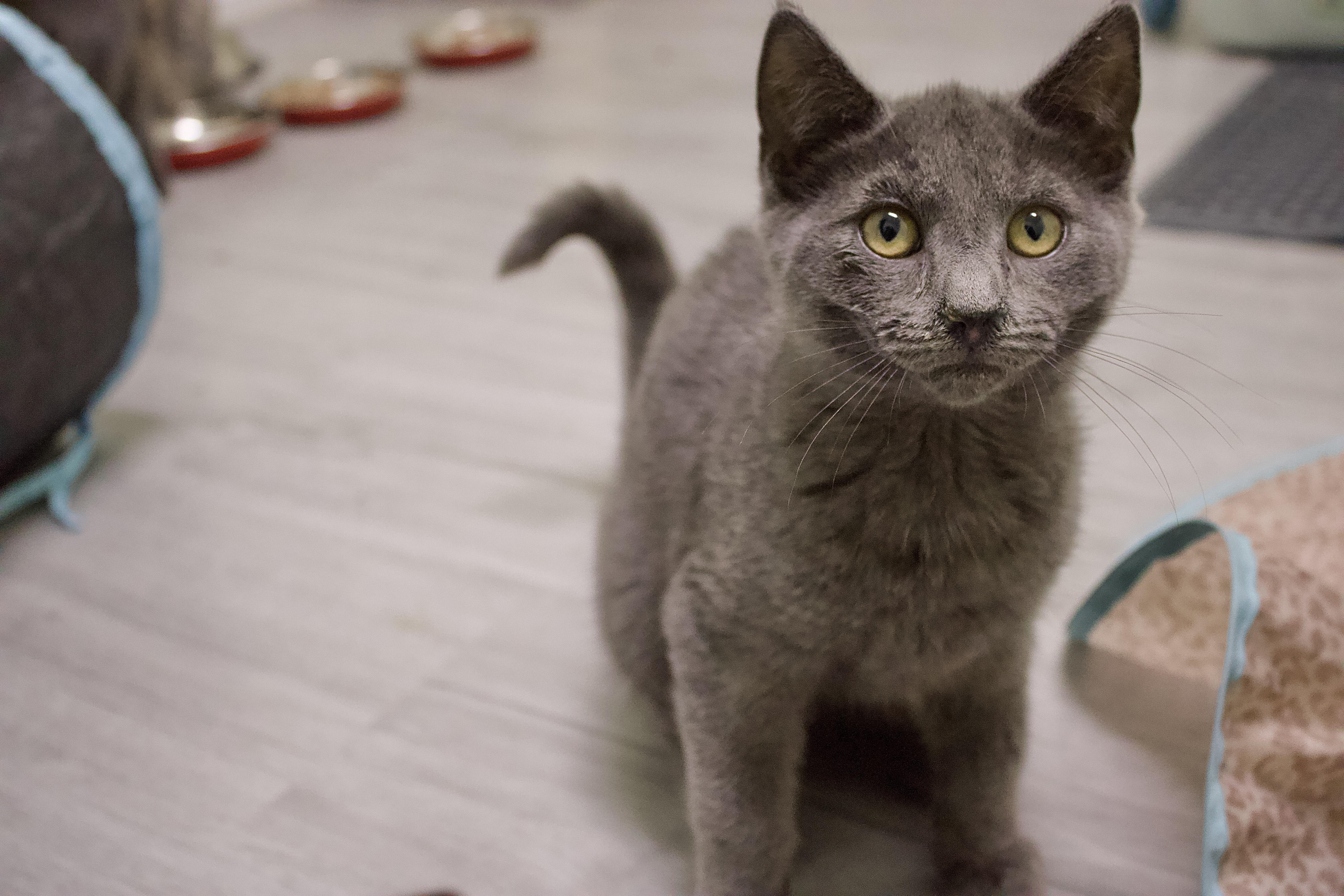 Chase, a Adoptable Domestic Short Hair in Pleasantville, NJ image 1/2