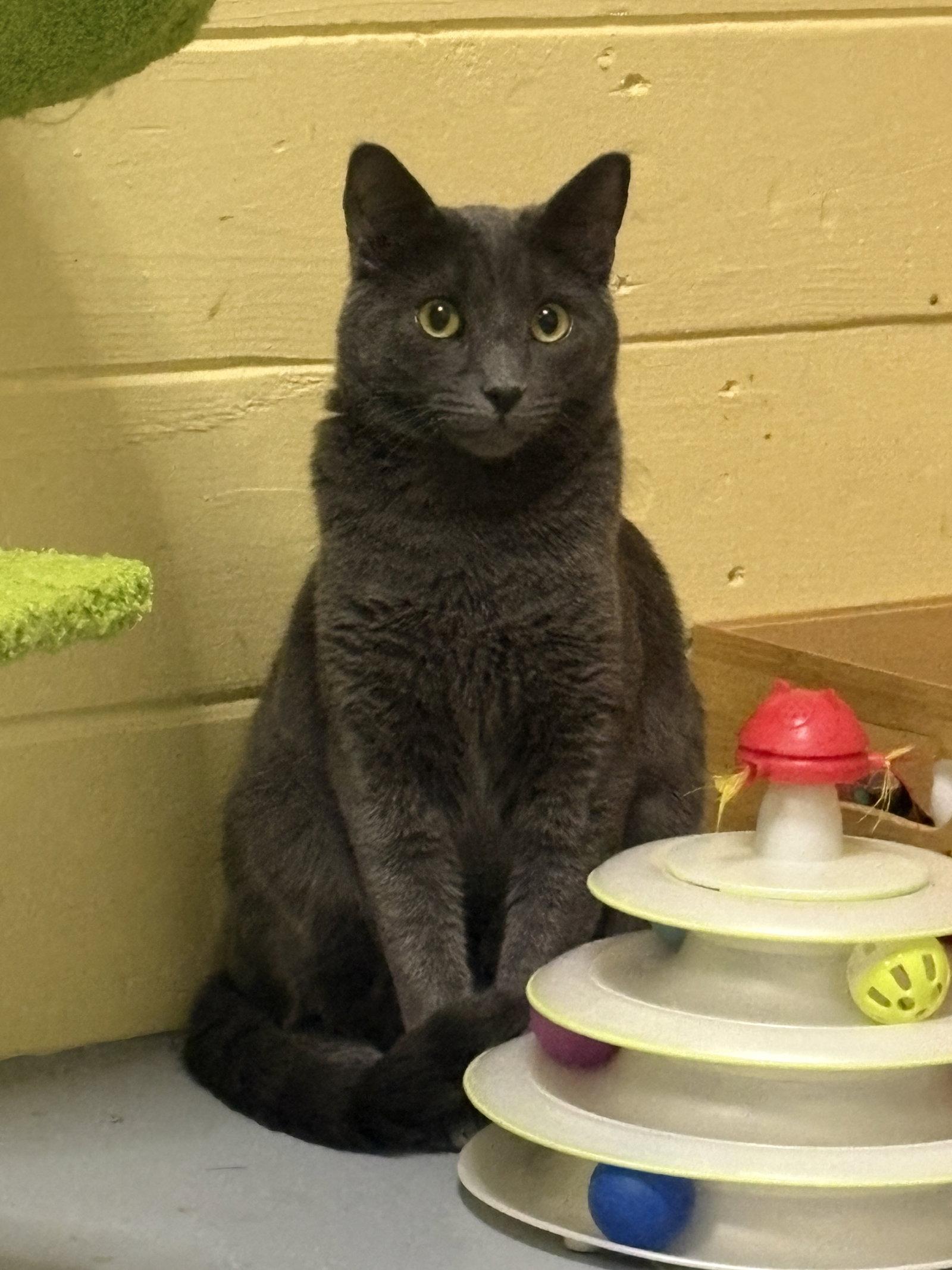 Enlarge Johnny, a Adoptable Russian Blue in Phoenix, AZ image 2/3