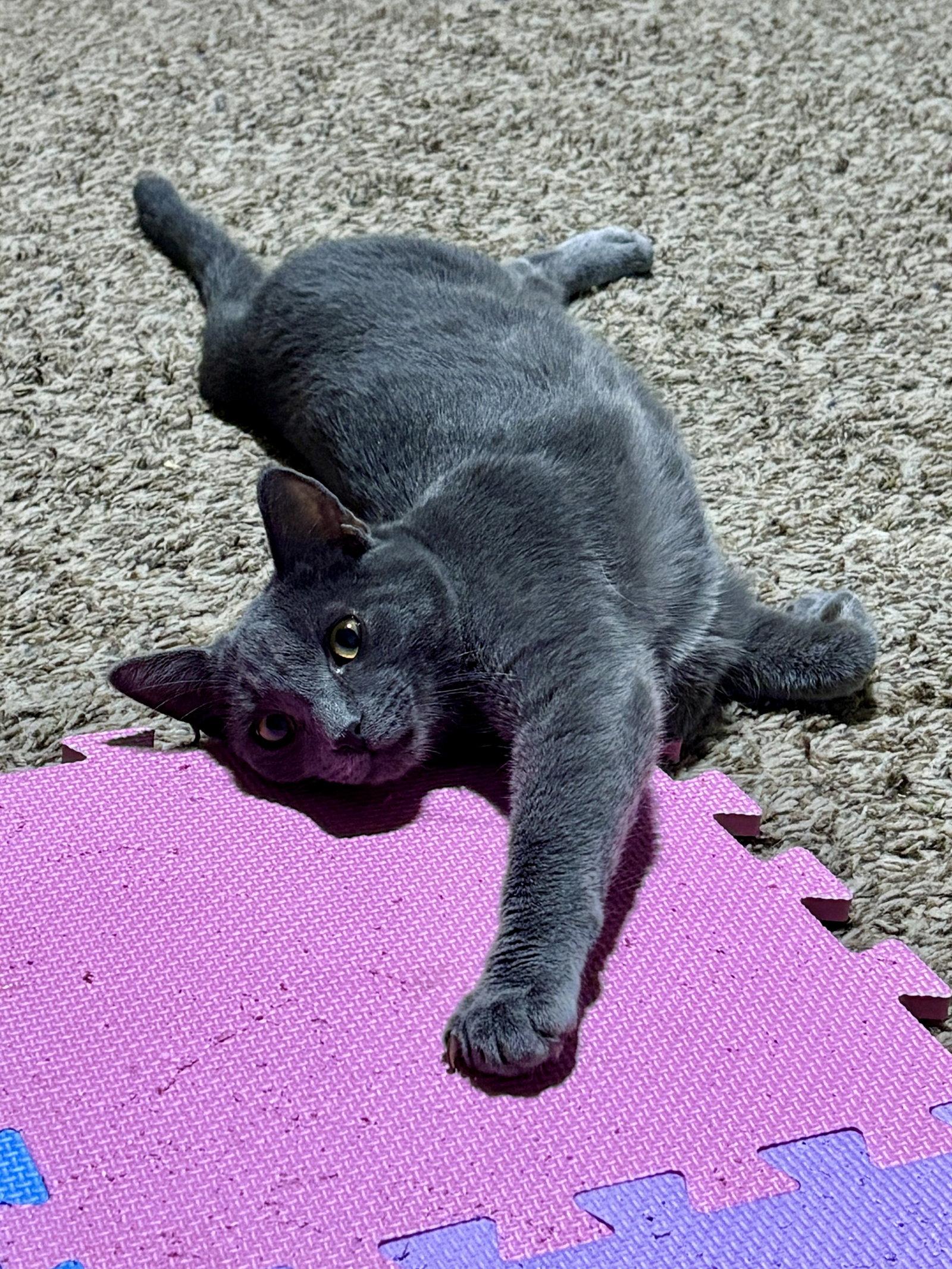 Enlarge Johnny, a Adoptable Russian Blue in Phoenix, AZ image 3/3