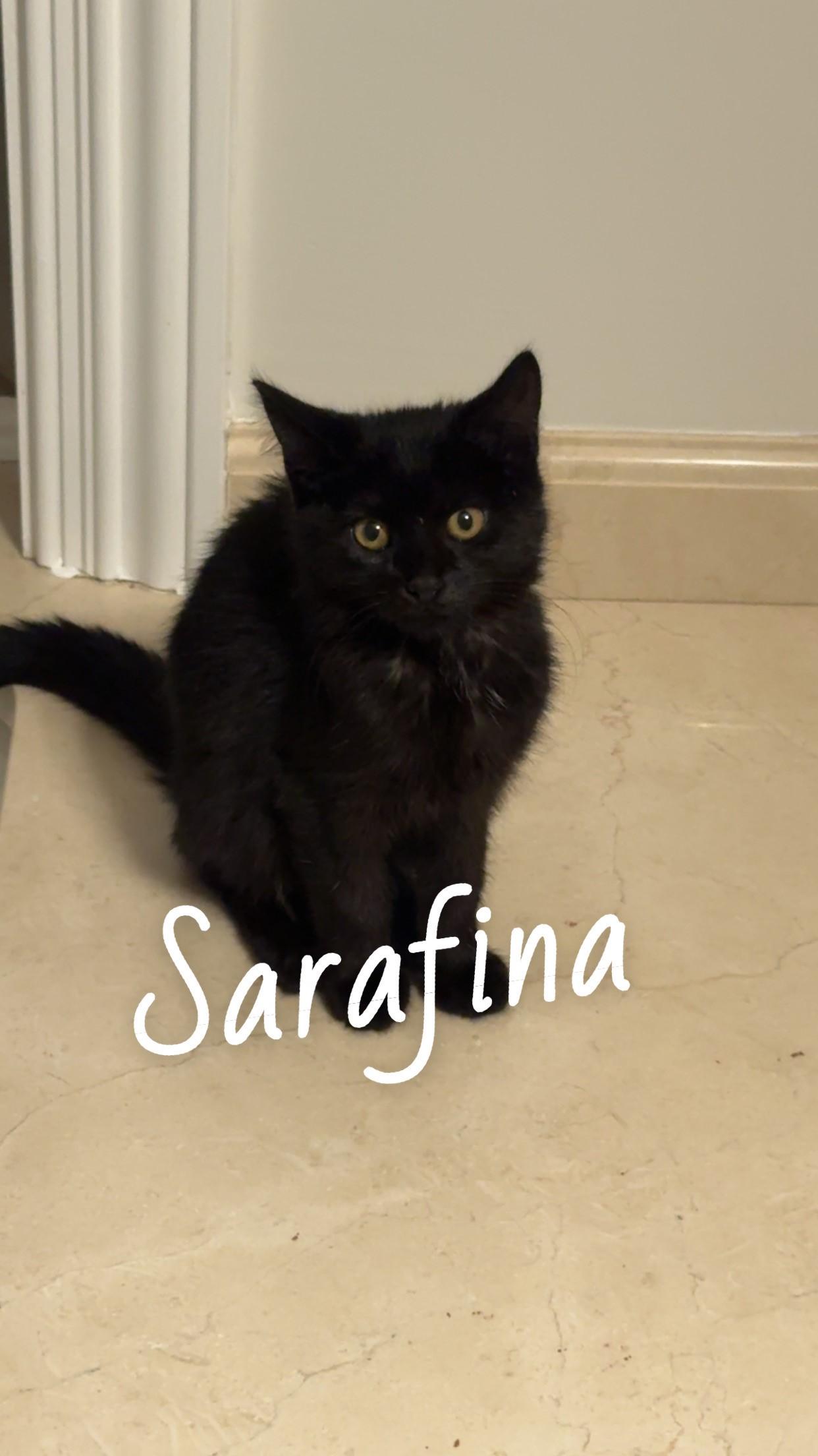 Serafina, adopted, Kitten Female Domestic Long Hair.