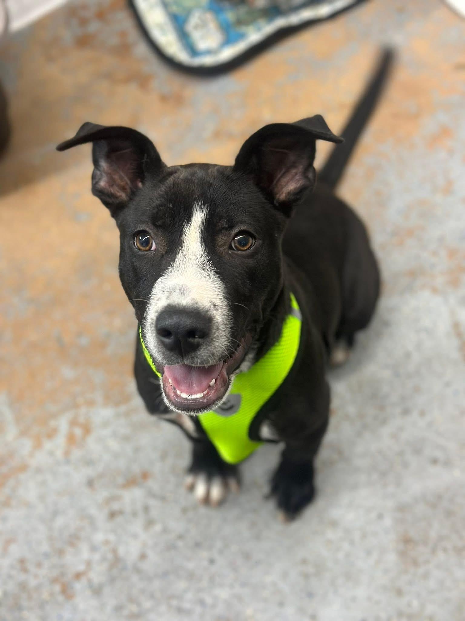 Colten, an adopted mixed breed in Inverness, FL image 3/5