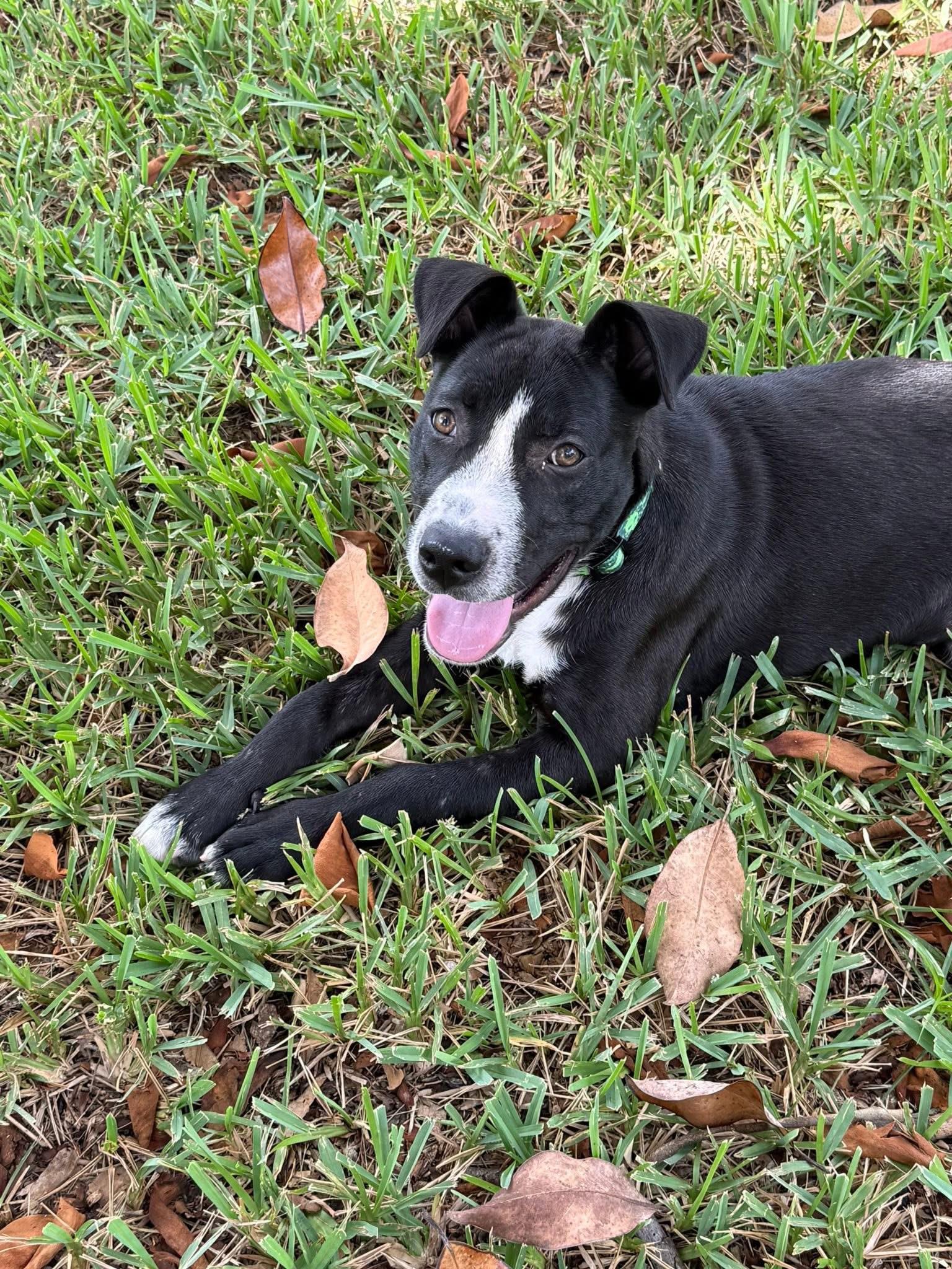 Colten, an adopted mixed breed in Inverness, FL image 4/5