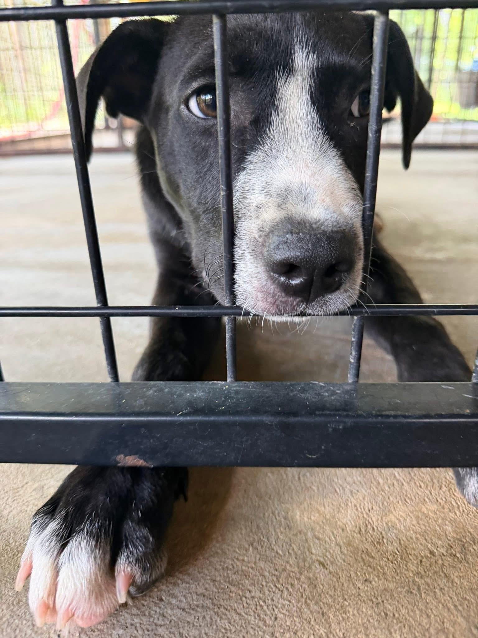 Colten, an adopted mixed breed in Inverness, FL image 5/5