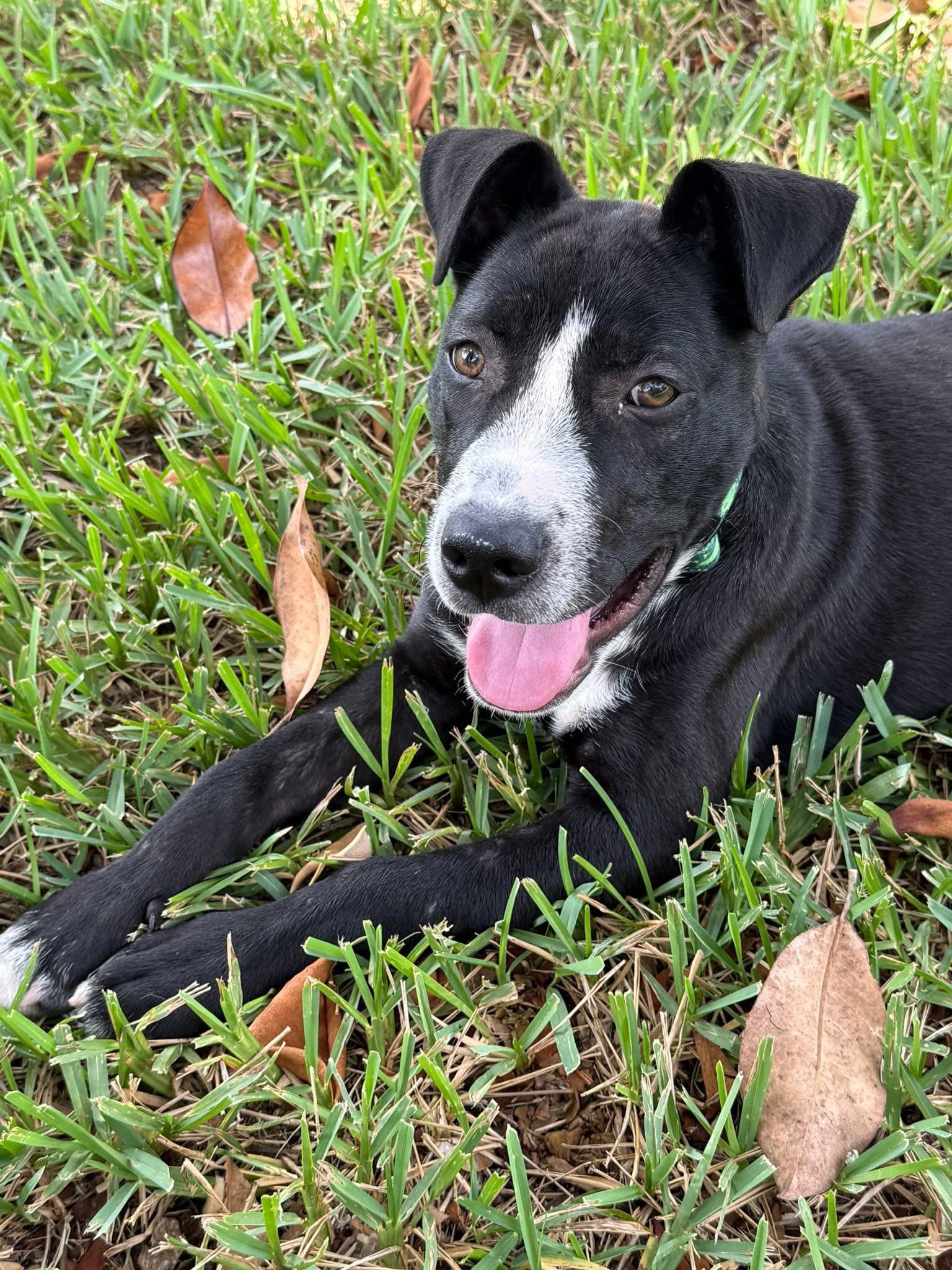 Colten, an adopted mixed breed in Inverness, FL image 2/5