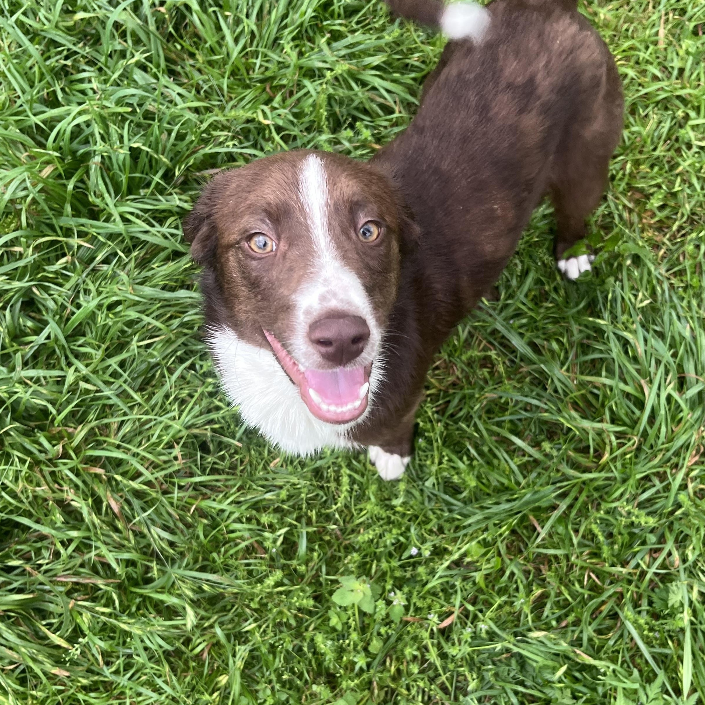 Happy, Young Male Australian Shepherd