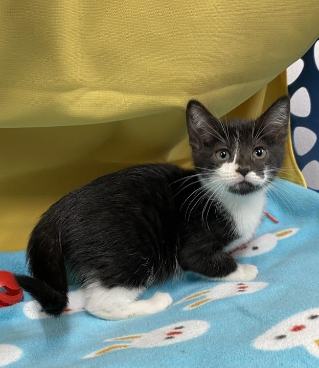Enlarge Eugenia, a Adoptable mixed breed in Minot, ND image 1/3