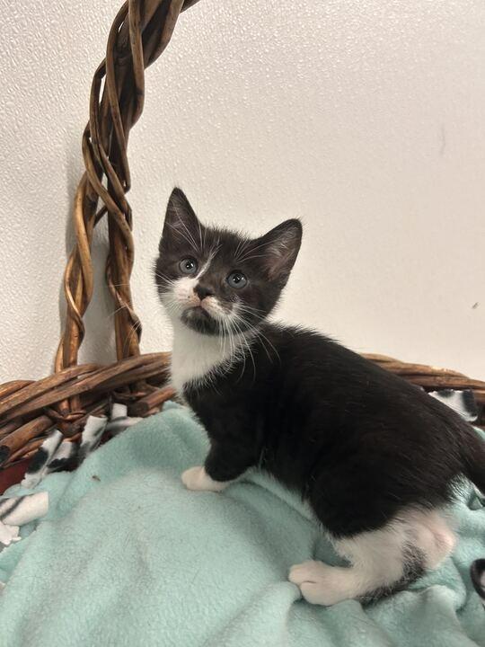 Enlarge Eugenia, a Adoptable mixed breed in Minot, ND image 2/3