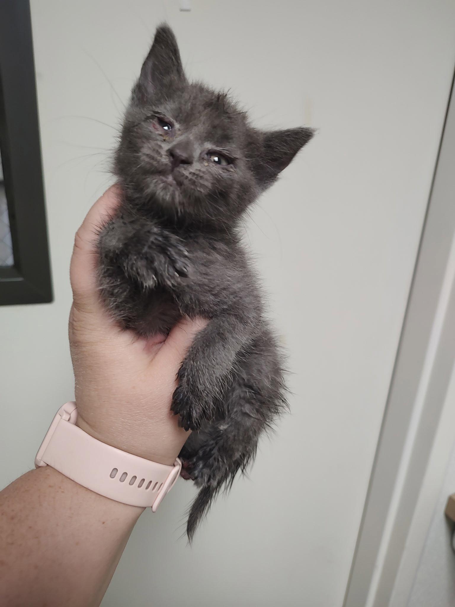 Kit Kat, a Adoptable Domestic Short Hair in Sanford, NC image 1/2