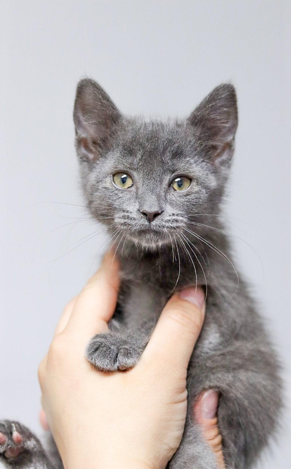 Kit Kat, a Adoptable Domestic Short Hair in Sanford, NC image 2/2